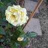 Limona rose photo