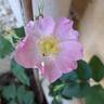Rosa Pendulina Bourgogne rose photo
