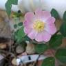 Rosa Pendulina Bourgogne rose photo