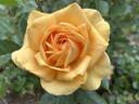 South Africa rose photo