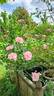 MEIdomonac rose photo