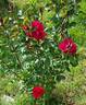 MEIzilena rose photo