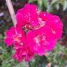 Ariel ® rose photo