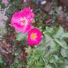 Ariel ® rose photo