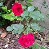 Cherry Frost rose photo