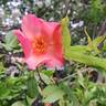 Morning Mist rose photo