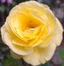 Goldfinger rose photo