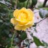 Goldfinger rose photo