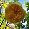 100 Idées Jardin rose photo