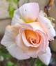 Grande Duchesse Louise rose photo