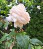 Courage rose photo