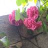 Volare rose photo