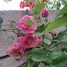 Volare rose photo