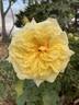 Golden Fairy Tale ™ rose photo