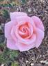 Aotearoa rose photo