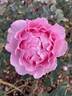 Souvenir de Louis Amade ® rose photo