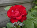 Gruss an Bayern ® rose photo