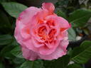 Augusta Luise ® rose photo