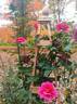 Country Dancer rose photo