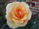 Anne Harkness rose photo