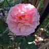Aloha rose photo