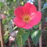 Douceur Normande rose photo