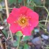 Douceur Normande rose photo
