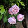 Billet Doux rose photo