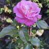 Jean Carles rose photo