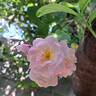 Scarborough Fair rose photo