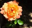 Jardin d'Entêoulet ® rose photo