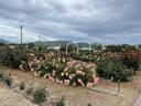 Apricot Candy ™ rose photo