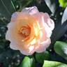 Pierre Hermé ® rose photo