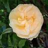 Bataclan rose photo