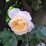 Kosmos ® Fairy Tale rose photo