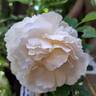 Kosmos ® Fairy Tale rose photo