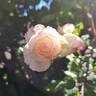 Alaska rose photo