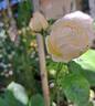 Madeleine Fayet de Fontfroide rose photo