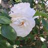 Azay-le-Rideau ® rose photo