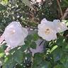 Azay-le-Rideau ® rose photo
