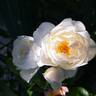Azay-le-Rideau ® rose photo