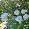 Azay-le-Rideau ® rose photo