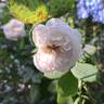 Madame Hardy rose photo