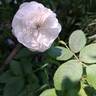 Madame Hardy rose photo