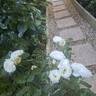 Baby Iceberg rose photo