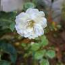 Sea Foam rose photo