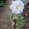 Sea Foam rose photo