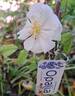 Opalia rose photo