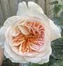 Likuhotalu rose photo