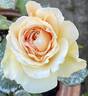 Likuhotalu rose photo